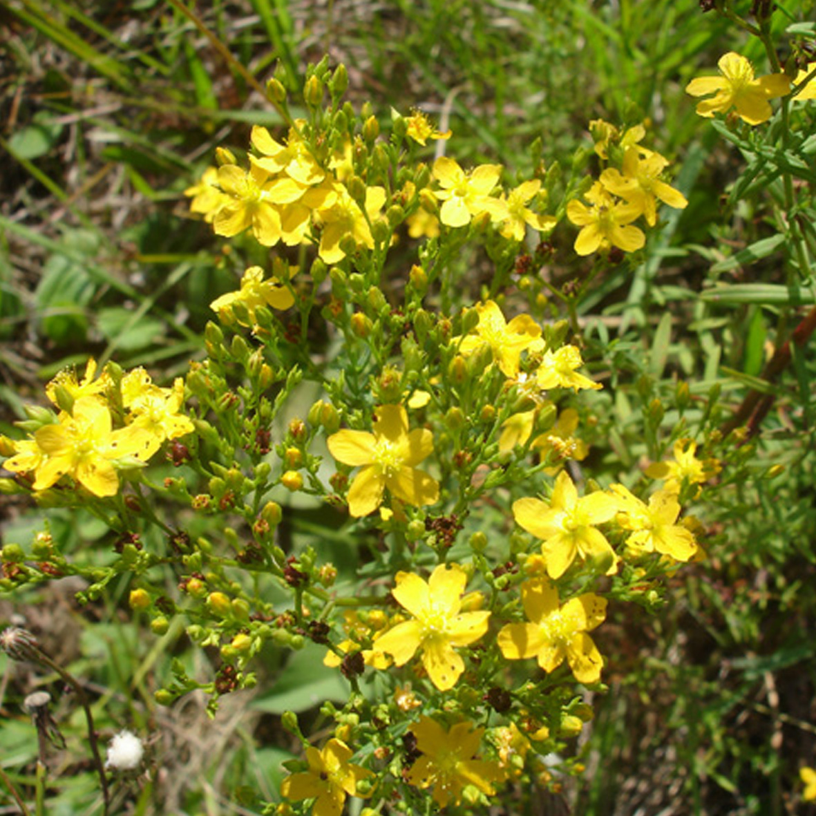  گل راعی ( Hypericum perforatum)